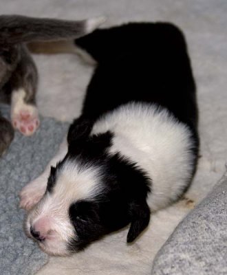 DMPups7447.jpg