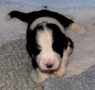 DMPups7450.jpg
