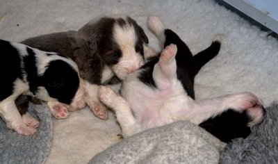 DMPups7452.jpg