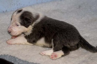 DMPups7459.jpg