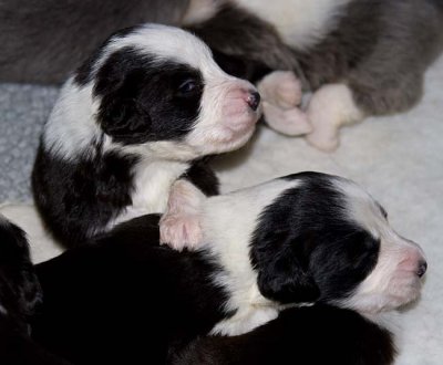 DMPups7464.jpg