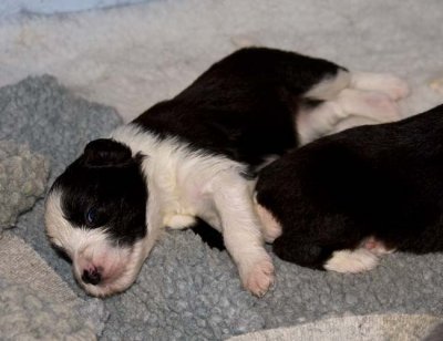 DMPups7467.jpg