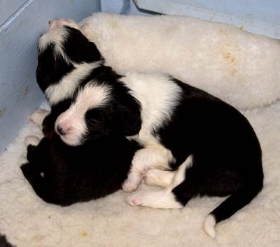 DMPups7474.jpg