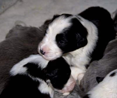 DMPups7483.jpg