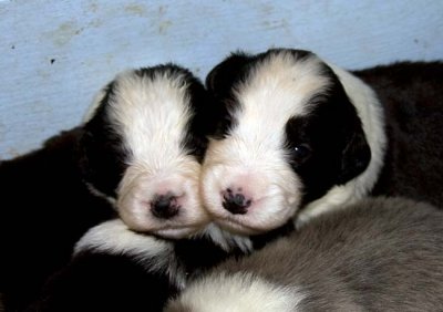 DMPups7486.jpg