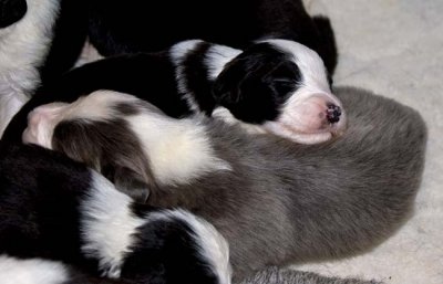 DMPups7490.jpg