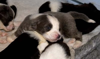 DMPups7491.jpg