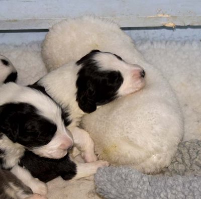 DMPups7499.jpg