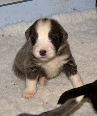 DMPups7502.jpg
