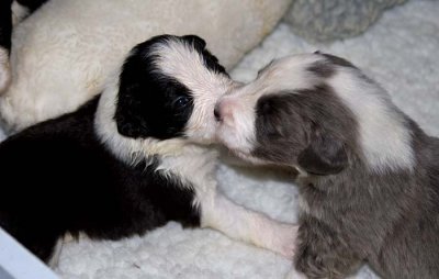 DMPups7507.jpg