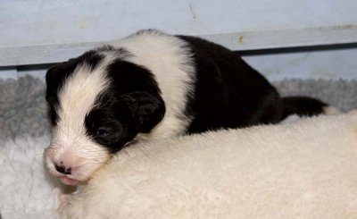 DMPups7508.jpg