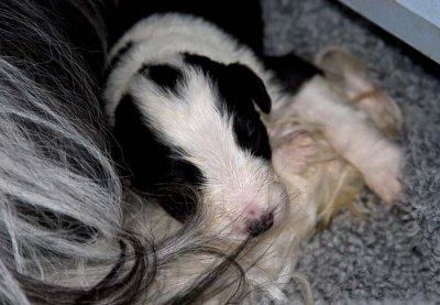 DMPups7512.jpg