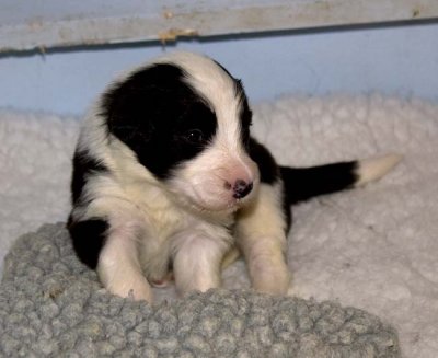 DMPups7515.jpg