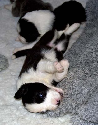 DMPups7517.jpg