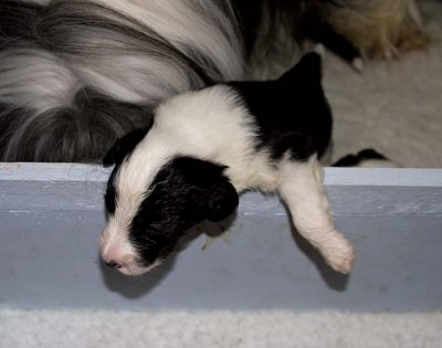 DMPups7518.jpg