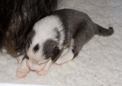 DMPups7522.jpg