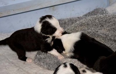 DMPups7529.jpg
