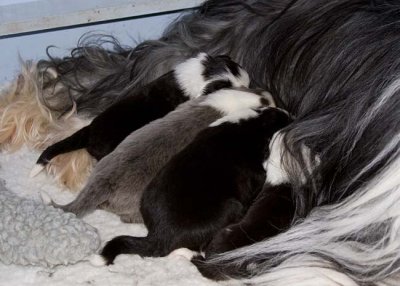 DMPups7533.jpg