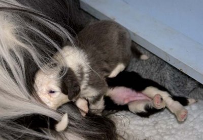 DMPups7535.jpg