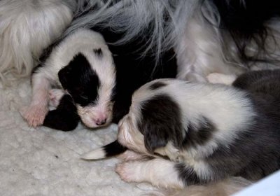 DMPups7537.jpg