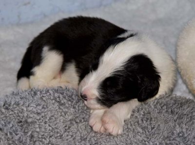 DMPups7542.jpg