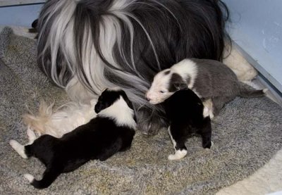 DMPups7545.jpg