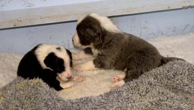 DMPups7547.jpg
