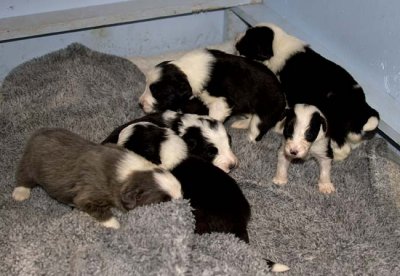 DMPups7551.jpg