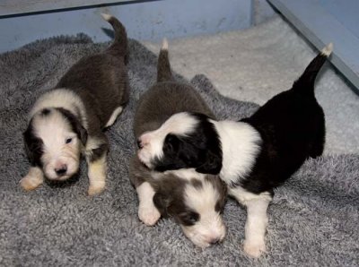 DMPups7552.jpg