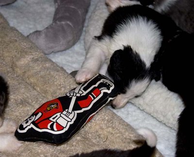 DMPups7687.jpg