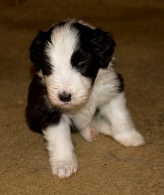 DMPups7698.jpg