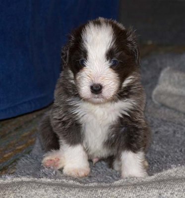 DMPups7715.jpg