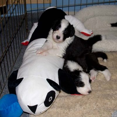 DMPups7720.jpg