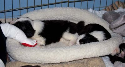 DMPups7724.jpg