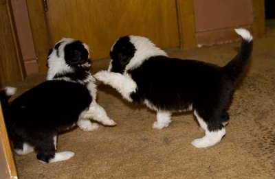 DMPups7783.jpg