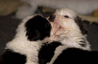 DMPups7790.jpg