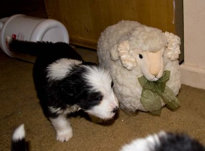 DMPups7792.jpg