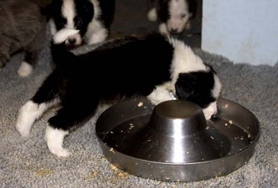 DMPups7794.jpg