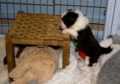 DMPups7796.jpg