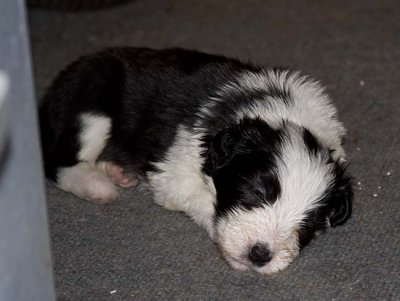 DMPups7800.jpg