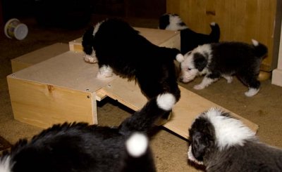 DMPups7803.jpg