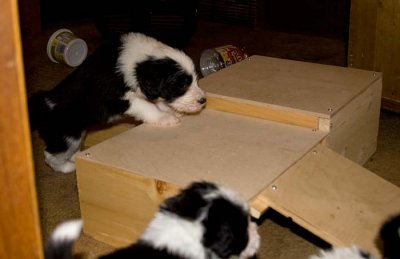 DMPups7804.jpg