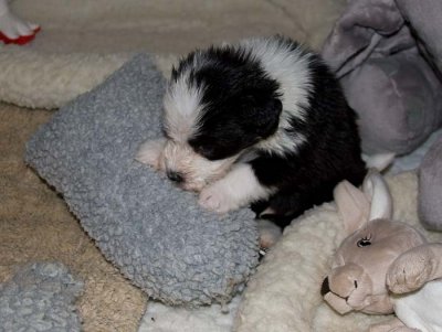 DMPups7818.jpg