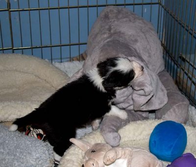 DMPups7819.jpg