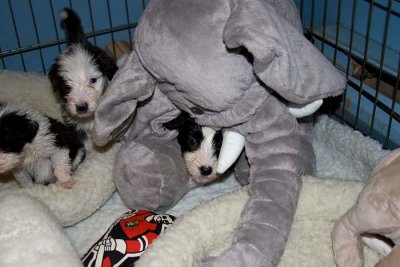DMPups7821.jpg