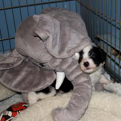 DMPups7826.jpg