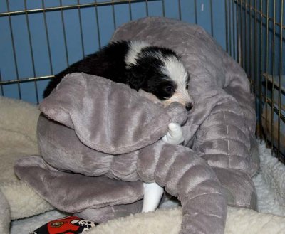 DMPups7827.jpg
