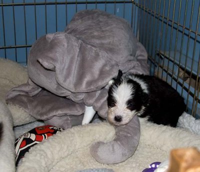 DMPups7828.jpg
