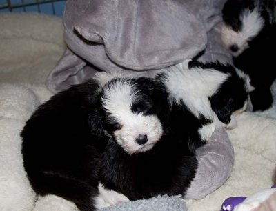 DMPups7833.jpg