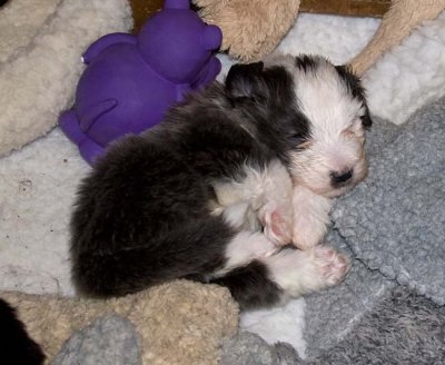 DMPups7835.jpg